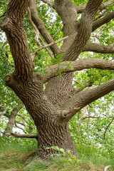 Old oak tree with sprawling branches in park, Netherlands, with green foliage
