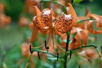 Bl&uuml;ten einer Tigerlilie