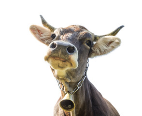 Portrait of funny cow with bell on a neck. Isolated on white.