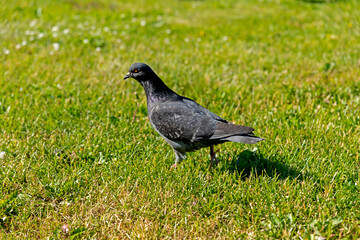 Dove walking on green grass Sunny day