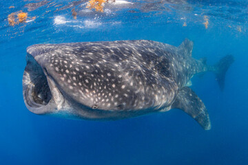 Naklejka premium Whale shark swimming in the warm blue waters off of Cancun