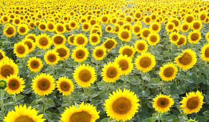 A large field of sunflowers. Sunflowers background