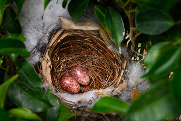 Two Eggs in a nest of  yellow-vented bulbul (Pycnonotus goiavier), or eastern yellow-vented is a kind of bird at Thailand