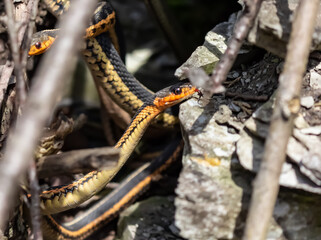Endangered Butler's Garter snake taken in the early spring along the K&P Hiking Trail in Kingston, Ontario Canada.