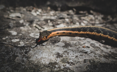 Endangered Butler's Garter snake taken in the early spring along the K&P Hiking Trail in Kingston, Ontario Canada.