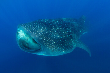 Naklejka premium Whale shark swimming in the warm blue waters off of Cancun