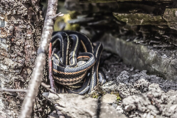 Fototapeta na wymiar Endangered Butler's Garter snake taken in the early spring along the K&P Hiking Trail in Kingston, Ontario Canada.
