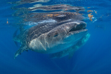 Naklejka premium Whale shark swimming in the warm blue waters off of Cancun