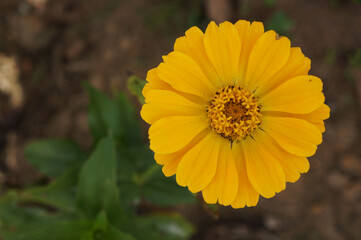 Flores do Brasil