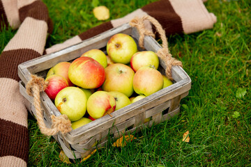 Apples in a basket and scarf on green grass in a garden.