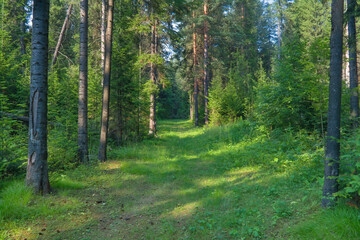 Obraz premium Summer landscape footpath in spruce forest on.