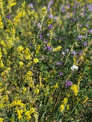 yellow flowers in the garden