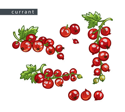 sketch_currant_set_red_branches