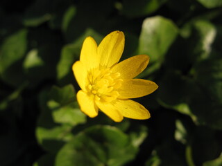 Lesser celandine (Ficaria verna) - small yellow spring flowers in Slovenia