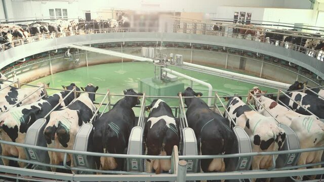 Automated rotary cow milking machine equipment on dairy farm. Many black and white cows on modern industrial round camp are milked