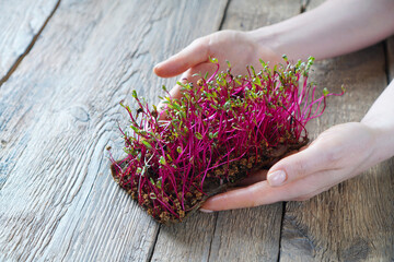 Microgreen beet in female hands on a wooden background