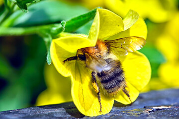 Ackerhummel ( Bombus pascuorum ).