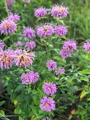 pink flowers in the garden