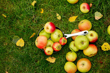 Apples on green grass in a garden.