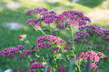 Obraz premium Yarrow pink flowers in the garden