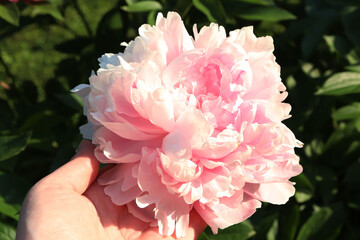 pink peony flower in the hand