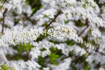 Lots of small white flowers on the branches. Radial blur.
