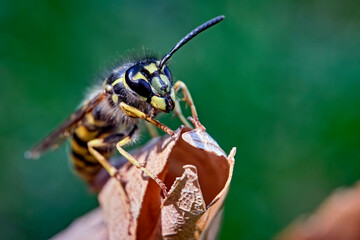Gemeine Wespe ( Vespula vulgaris ).