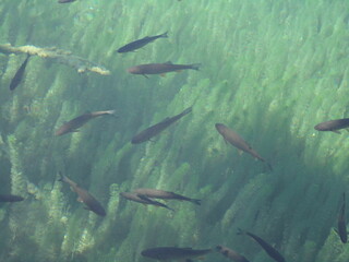 Fish in the lake water.