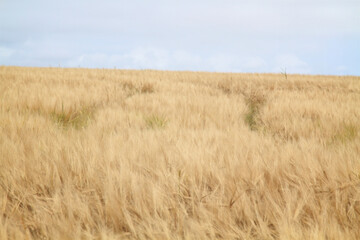 golden wheat field