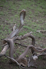 Cobra snake on dry wood at morning.