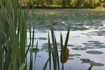 reeds in the lake