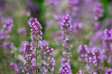 Violet blooming thyme in the garden