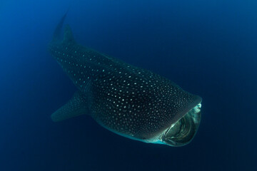 Whale shark swimming in the warm blue waters off of Cancun