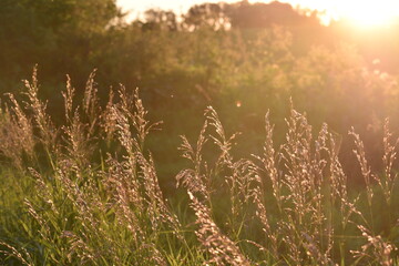 morning mist in the field