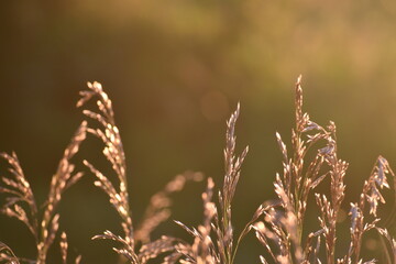 close up of wild grasses at golden hour