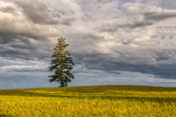 Fototapeta na wymiar Scenic view of single lonely tree in green wheat field on partial cloudy stormy weather spring day.