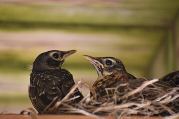 two baby robins in a nest