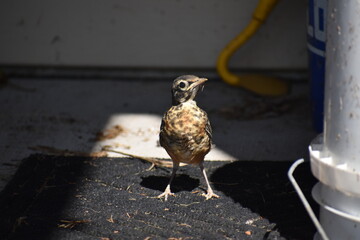 baby robin on the ground