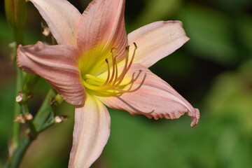 pink lily flower
