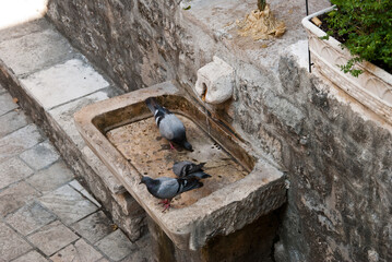 Pigeons bathe in an old bowl drinking fountain