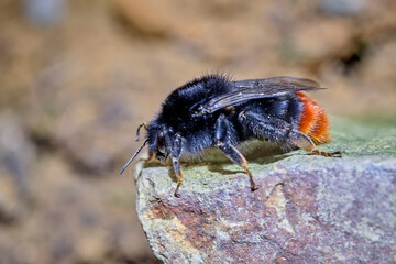 Steinhummel ( Bombus lapidarius ).