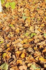 autumn fallen linden leaves on ground