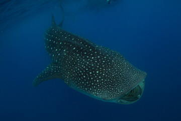 Fototapeta premium Whale shark swimming in the warm blue waters off of Cancun