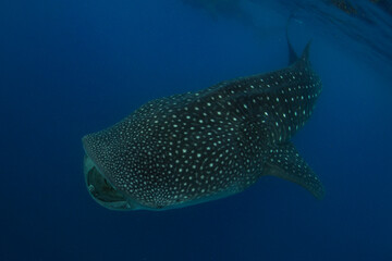 Fototapeta premium Whale shark swimming in the warm blue waters off of Cancun