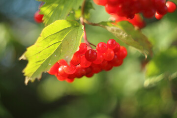 Viburnum vulgaris in the sun