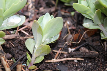new life in the garden