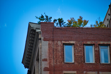 Obraz premium trees grow on the roof of a brick building on a sunny day