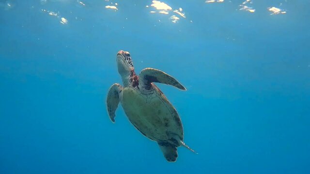 Okinawa,Japan-July 19, 2020: A sea turtle coming to the surface to breathe in Miyako island, Okinawa, Japan
