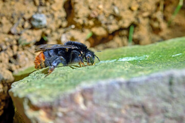 Steinhummel ( Bombus lapidarius ).