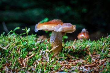 mushrooms in the forest